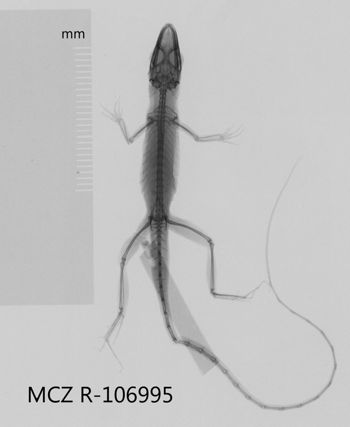 Media type: image;   Herpetology R-106995 Aspect: dorsoventral x-ray